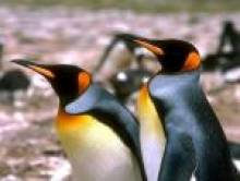 poriol (pingouin)