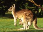 kangurol (kangourou)