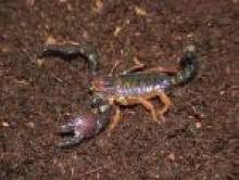 xaliom (scorpion)