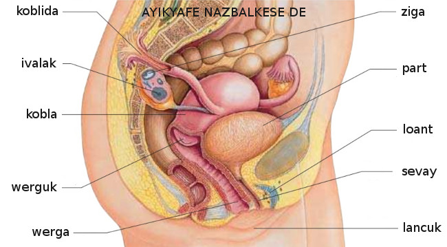 Ayikyafe nazbalkese de (appareil reproducteur féminin)