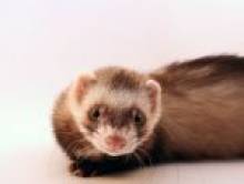 abrikol (furet)