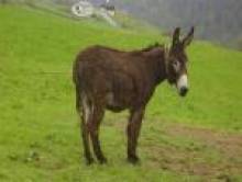 astol (âne, ânesse)