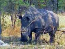 beicekol (rhinocéros)