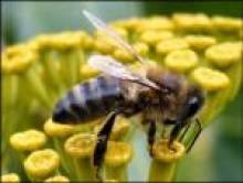 blat (abeille)