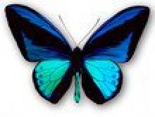 bord (papillon)