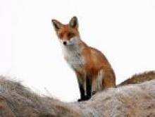 bresitol (renard)