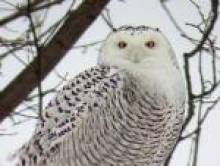 bugimo (hibou)