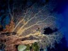 drak (corail)