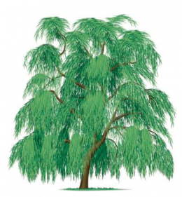dzopoka ( saule )