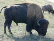 gartol (bison)