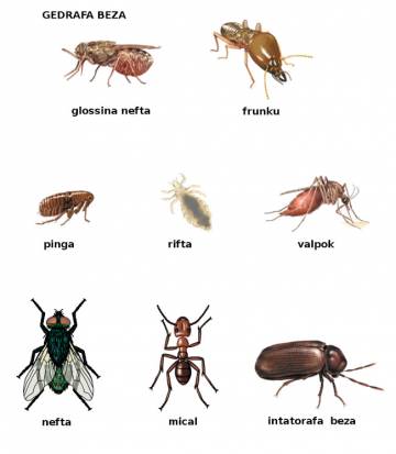 frunku (termite)