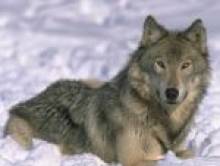 idatcol (loup)