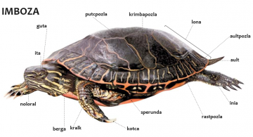 imboza ( tortue )