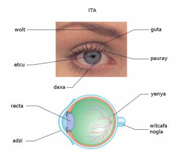 ita (oeil)