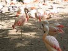 jergol (flamant)