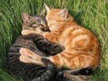 karvol (chat, chatte)