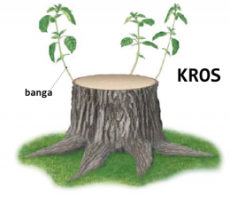 kros (souche)