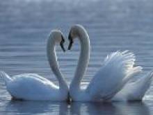 loror (cygne)