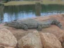 negova (crocodile)