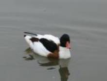 nudol (canard)