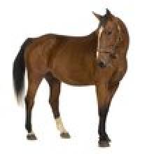 okol (cheval, jument)