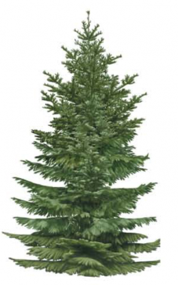 pailta ( sapin )