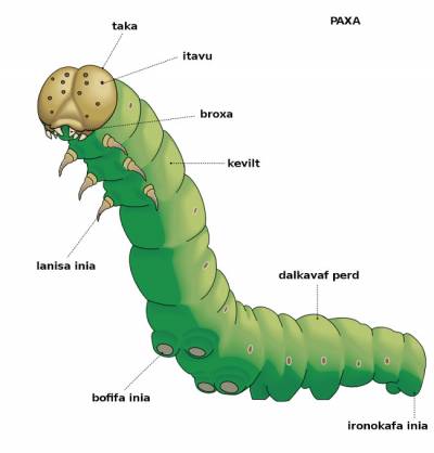 paxa (chenille animal)