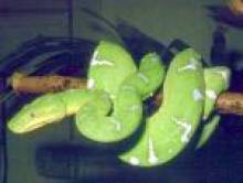 perake (serpent)