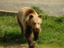 rupol (ours, ourse)