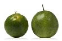 strada (grenadille (plante))