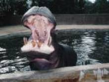troskol (hippopotame)