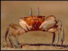 tul (crabe)