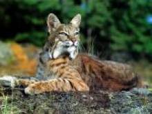 uksabol (lynx)