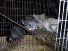 wiftol (chinchilla)