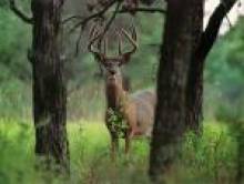wocol (cerf, biche)