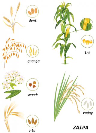 zaday (riz)