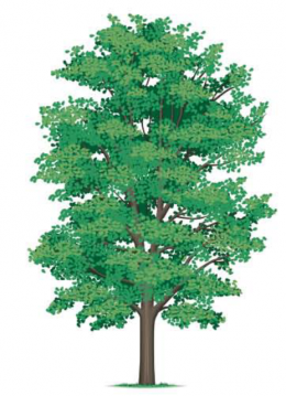 zieta ( érable ) zieta ( érable )