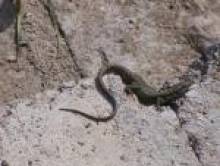 zoxa (lézard)