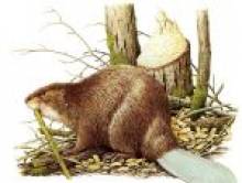 drelol (castor) drelol (castor)