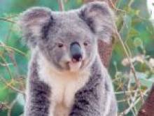 koalol (koala) koalol (koala)