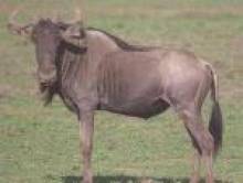 eyundol (gnou) eyundol (gnou)