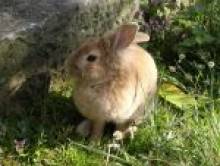 libol (lapin) libol (lapin)