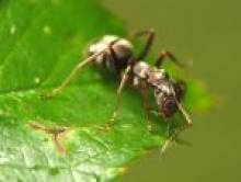 mical (fourmi) mical (fourmi)