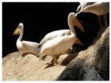 daki (pélican) daki (pélican)