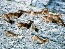 blizdol (mouflon) blizdol (mouflon)