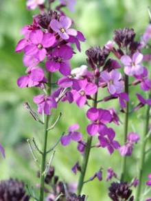 arikea (giroflée) arikea (giroflée)