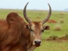 fwestiol (zébu) fwestiol (zébu)