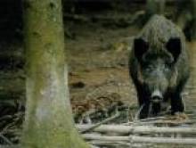 wafibol (sanglier) wafibol (sanglier)