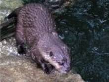 merikol (loutre) merikol (loutre)