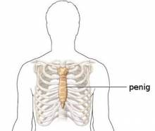 penig (sternum) penig (sternum)